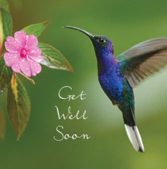 Get Well Card: Hummingbird & flower: S158