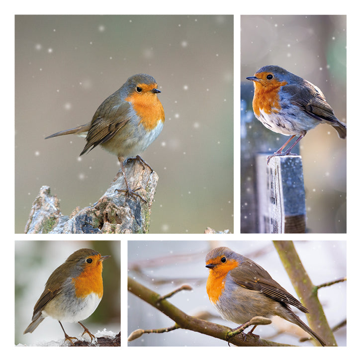 D2301: Christmas - Robin 4 Images