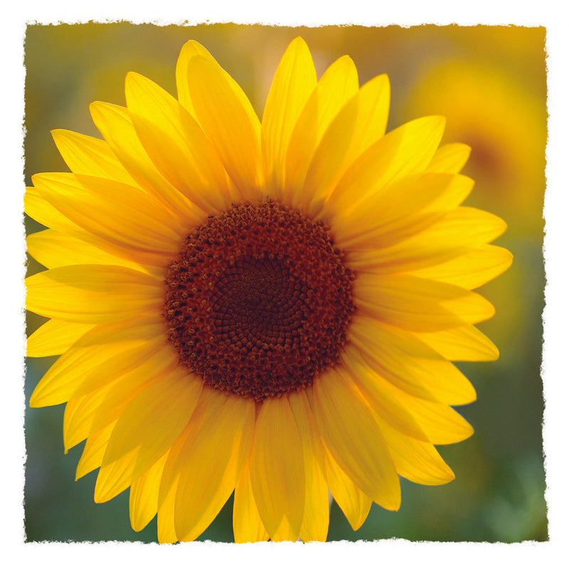 Blank - Sunflower - S203